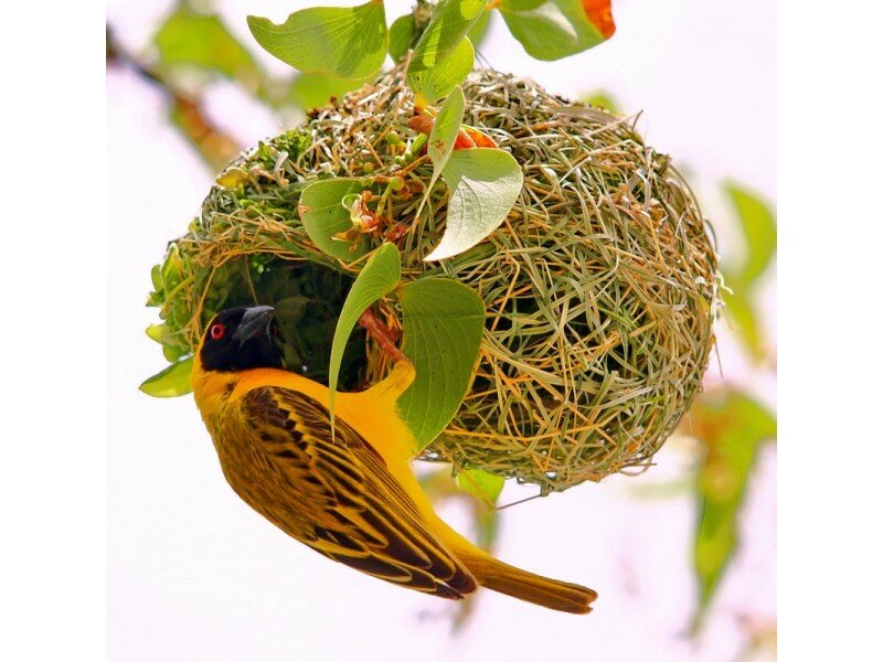 Weaver bird building nest