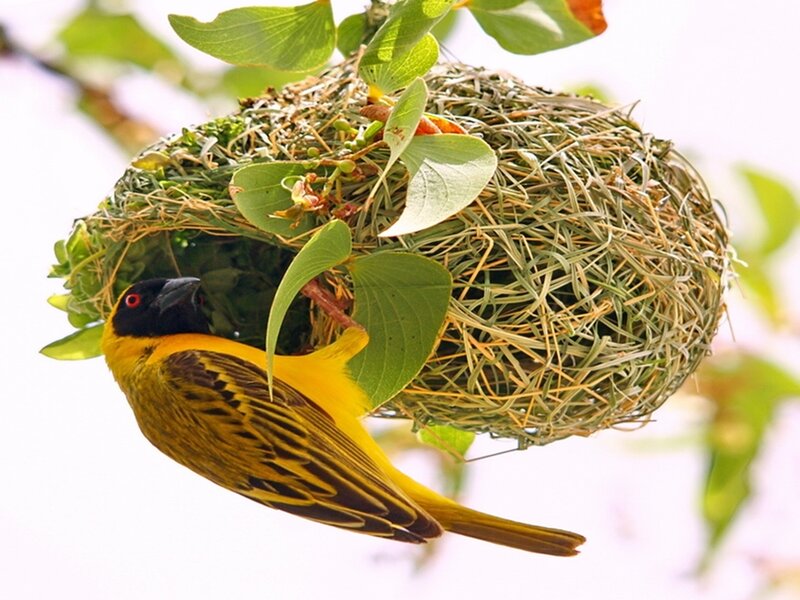 Weaver bird building nest