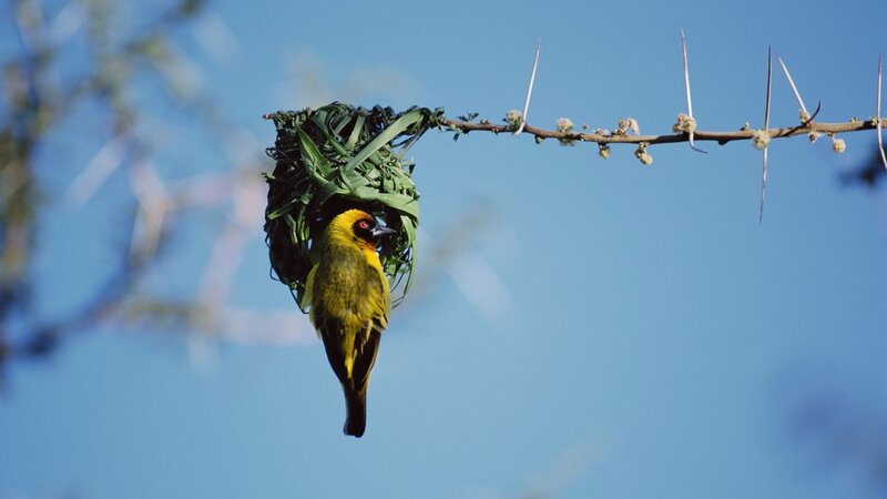 Weaver bird building nest