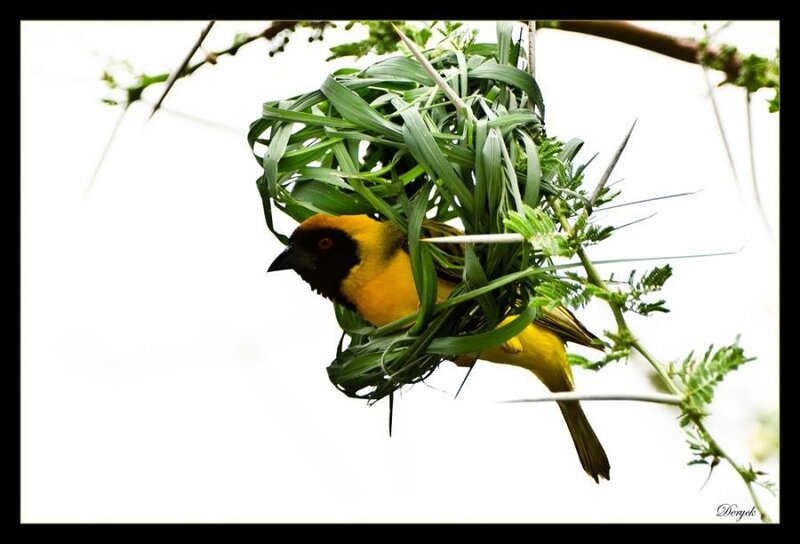 Weaver Bird Building Nest — Yellow
