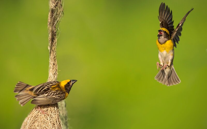 Weaver Birds Building Nest — Green