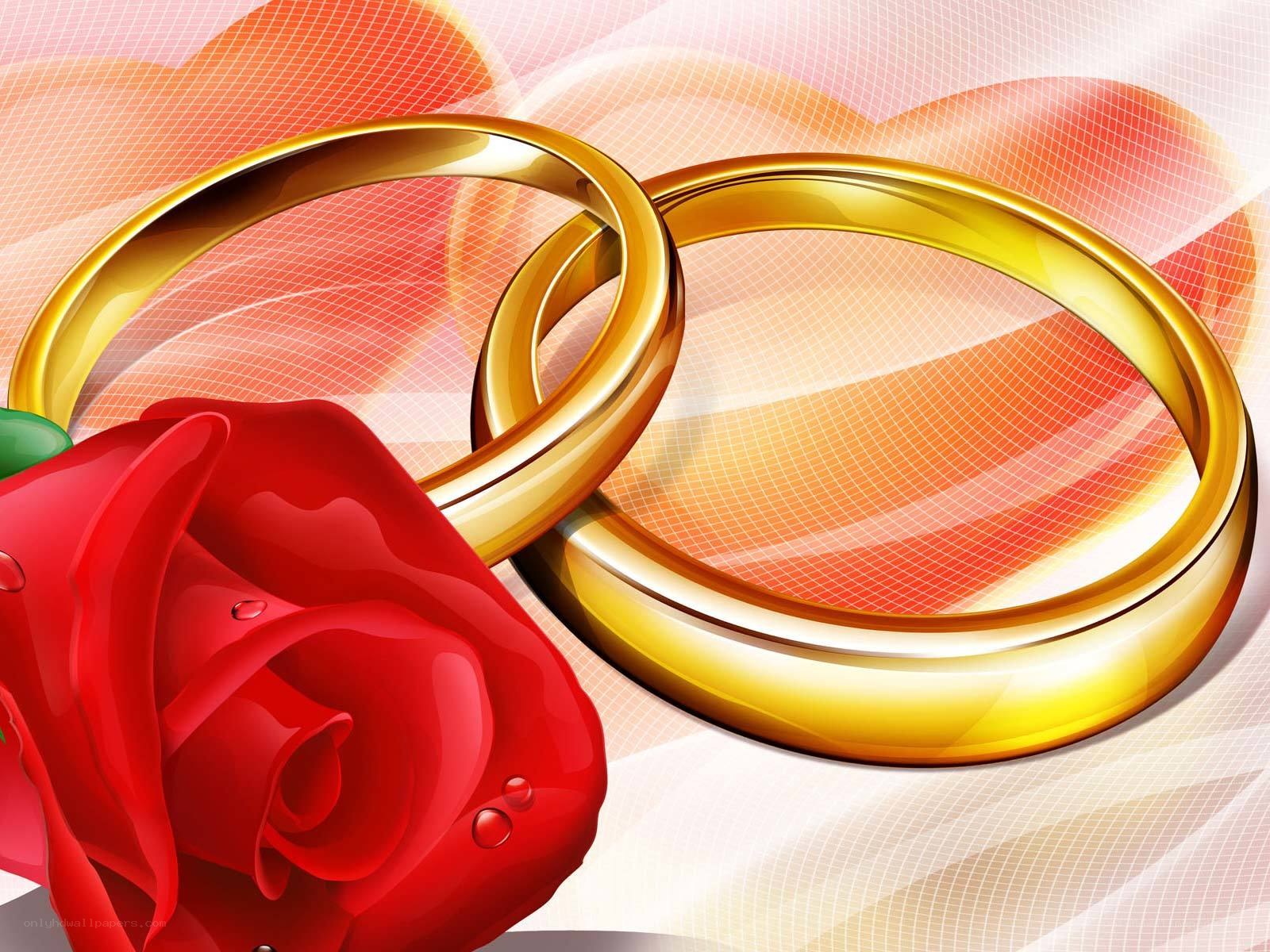 wedding rings and red rose