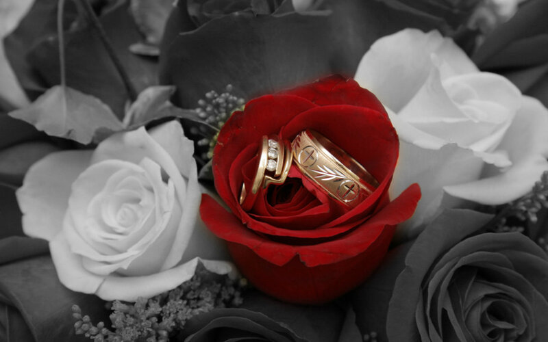 Wedding Rings in Rose — Red, Romantic