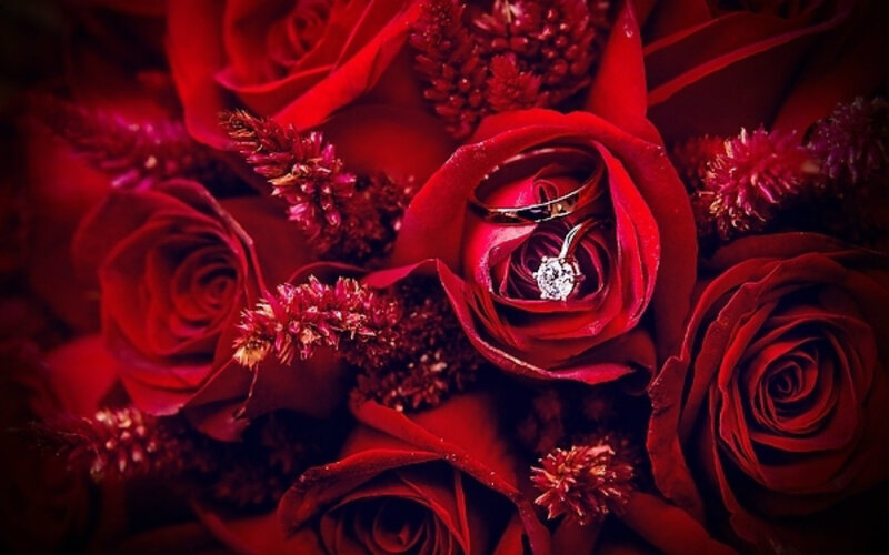 Wedding Rings in Roses