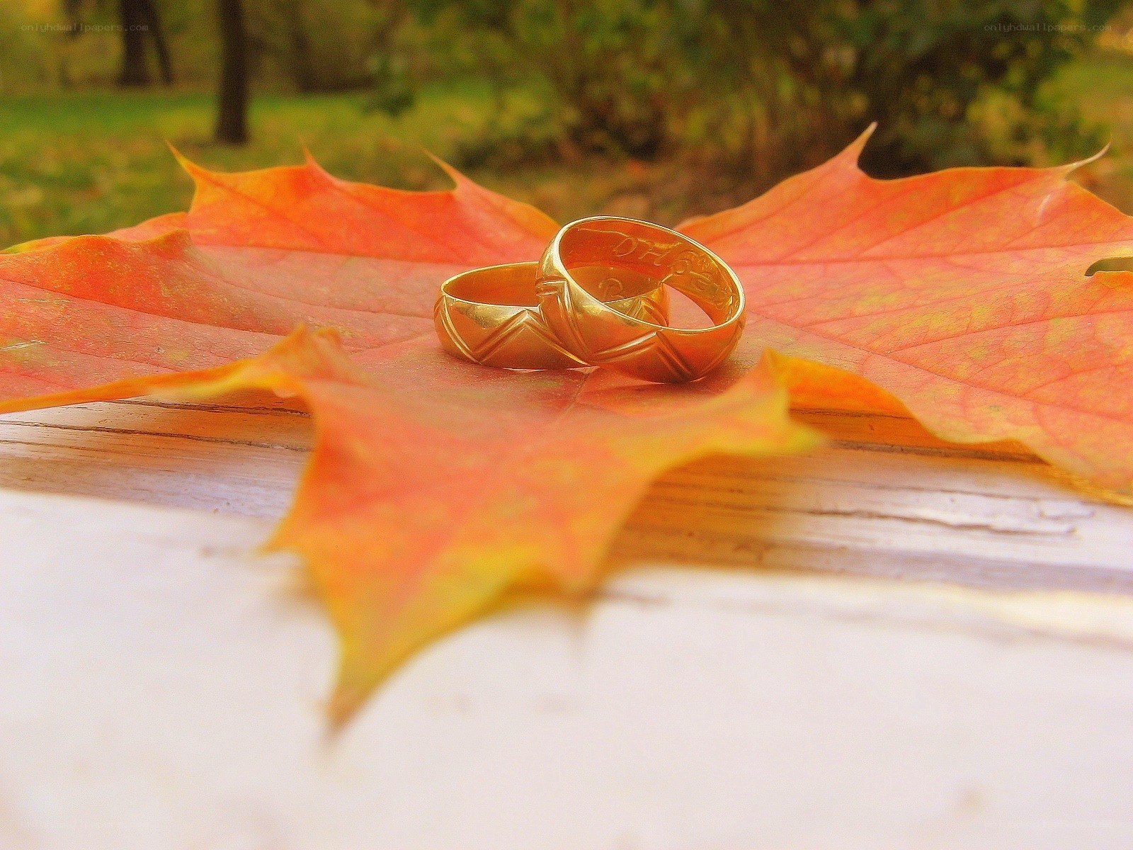 Wedding rings on autumn leaf