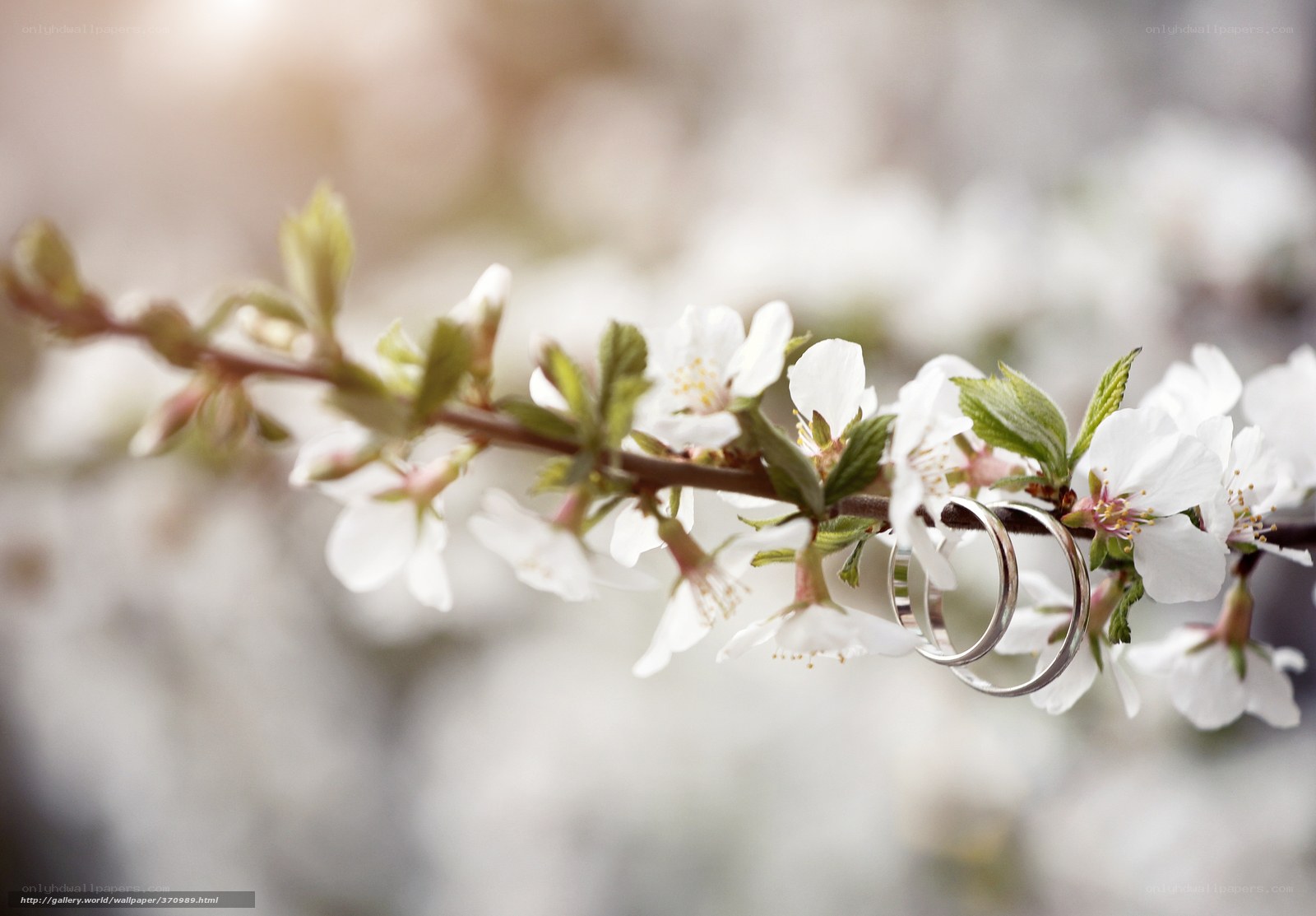 Wedding rings on blossoming branch