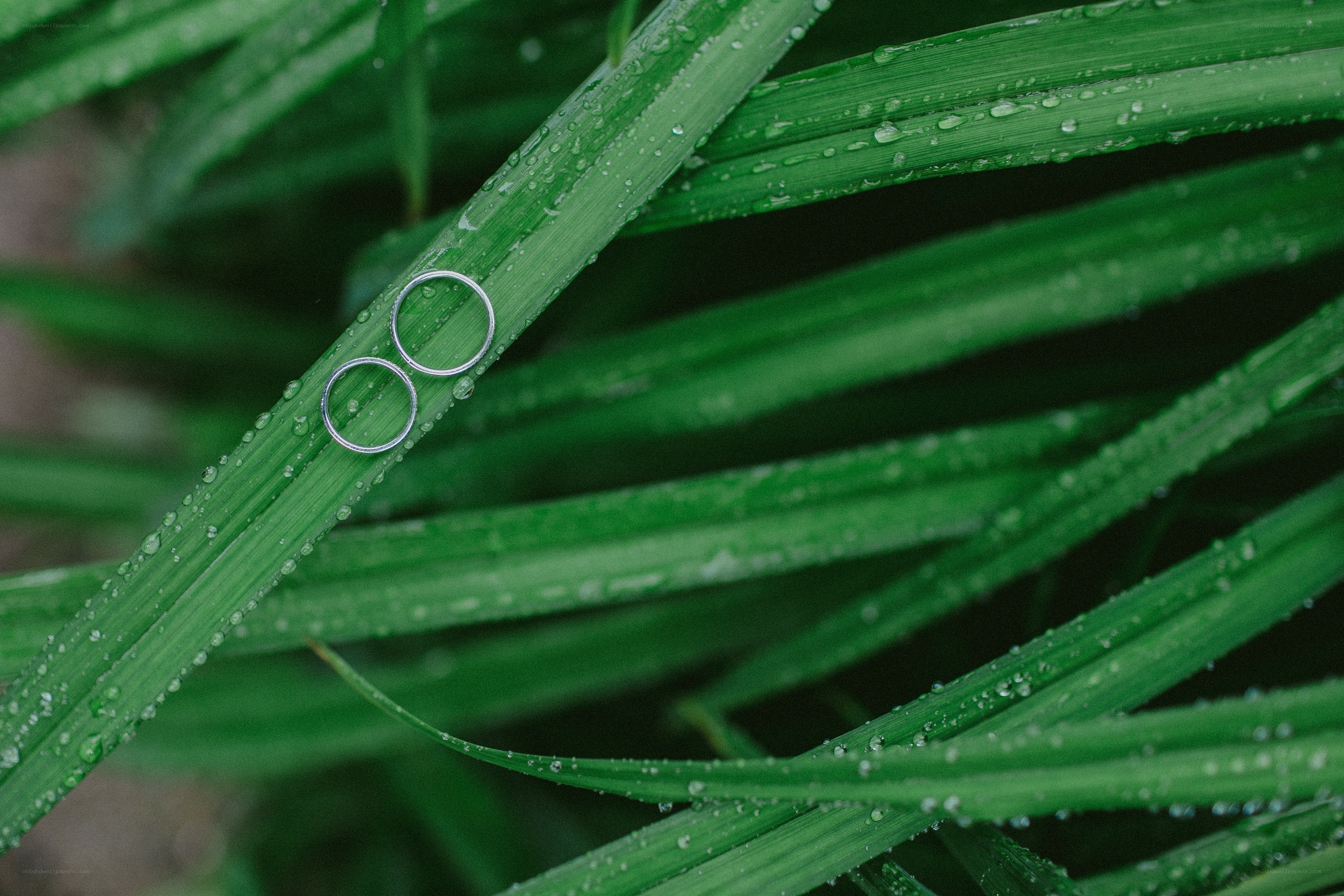 Wedding rings on dewy grass