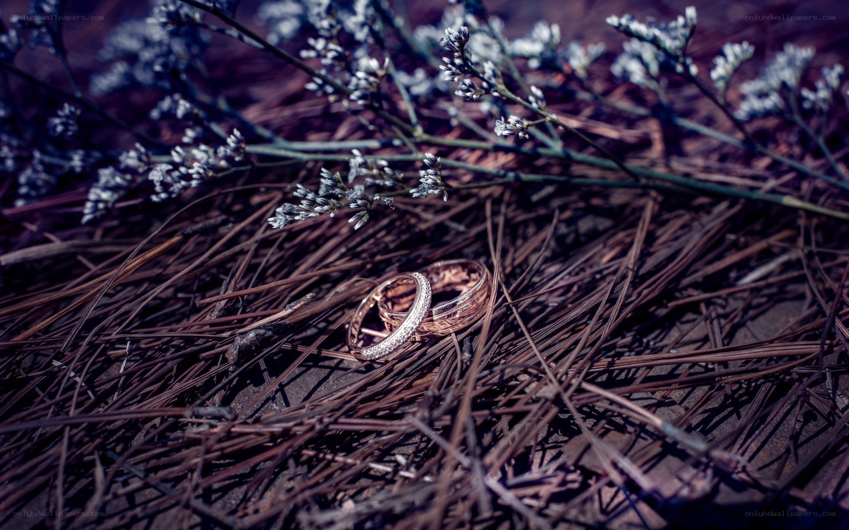 Wedding rings on pine needles