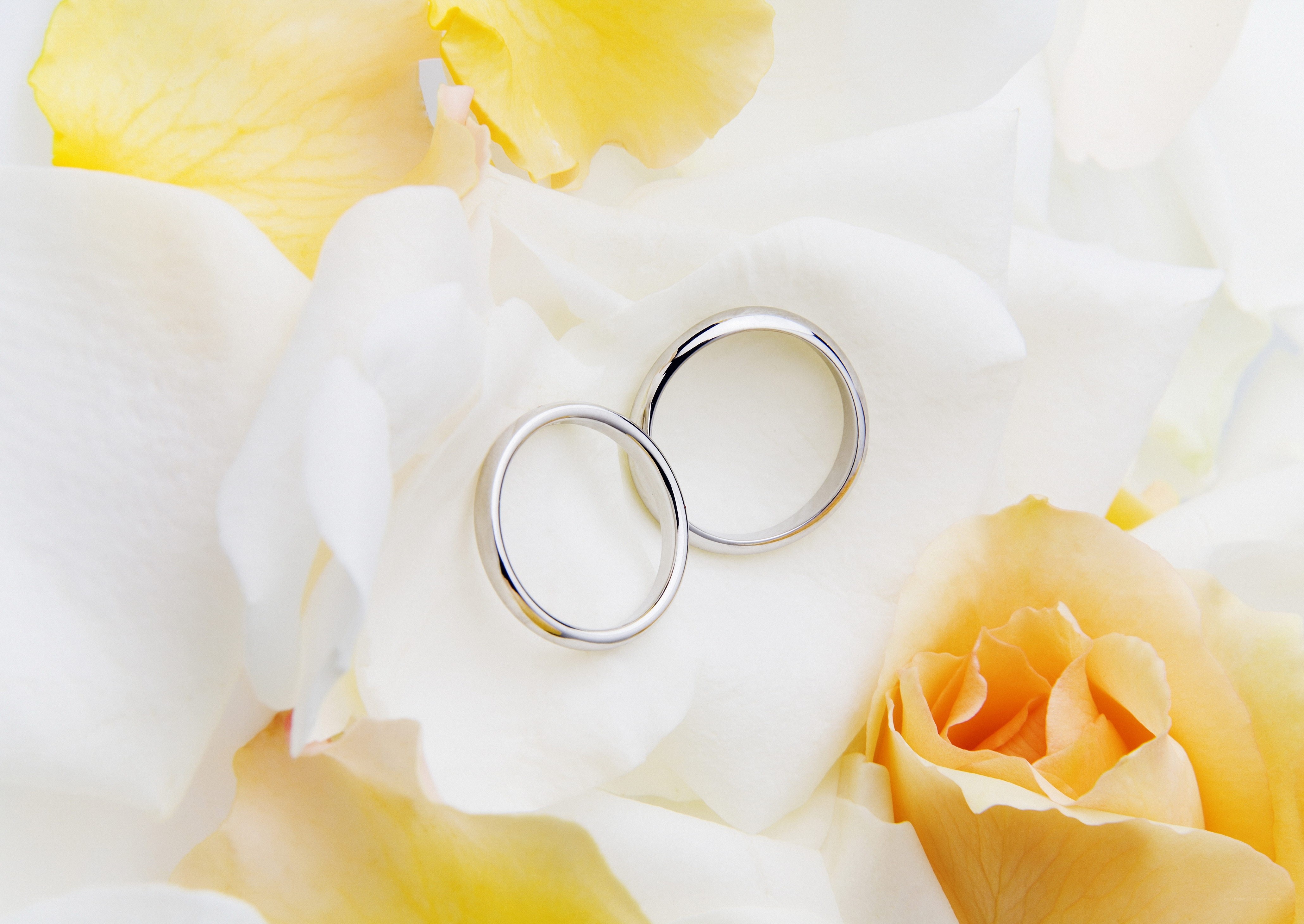 wedding rings on rose petals