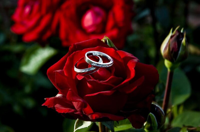 Wedding Rings on Rose — Red, Romantic