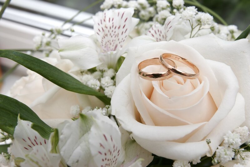 Wedding Rings on Rose — White, Serene, Photograph