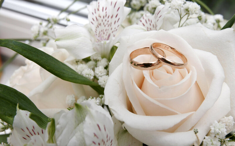 Wedding Rings on Rose — White, Serene