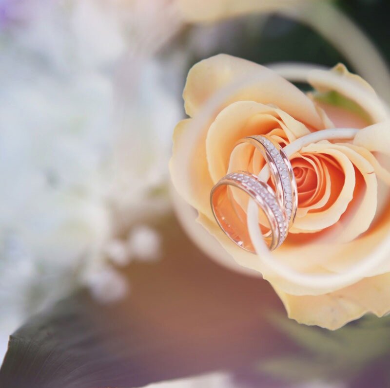 Wedding Rings on Rose — Yellow