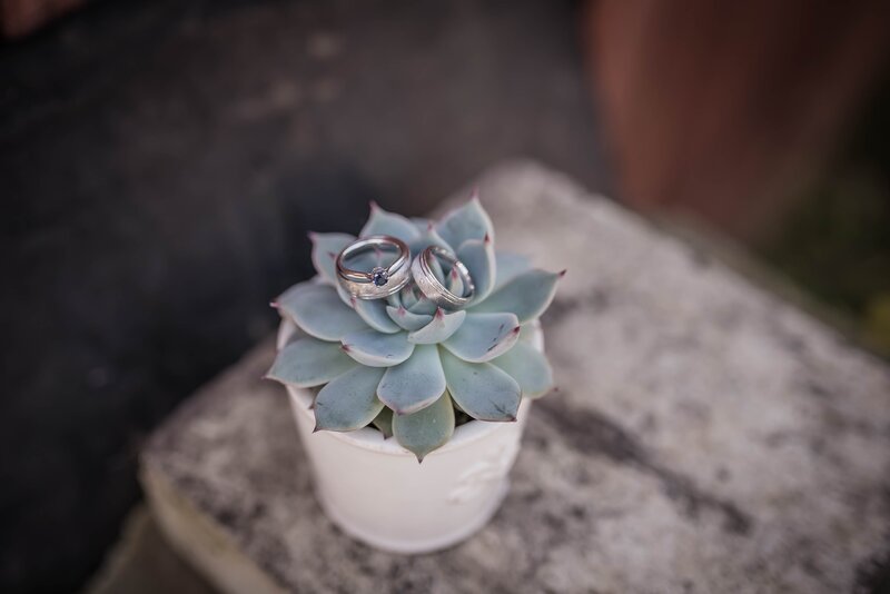 Wedding rings on succulent