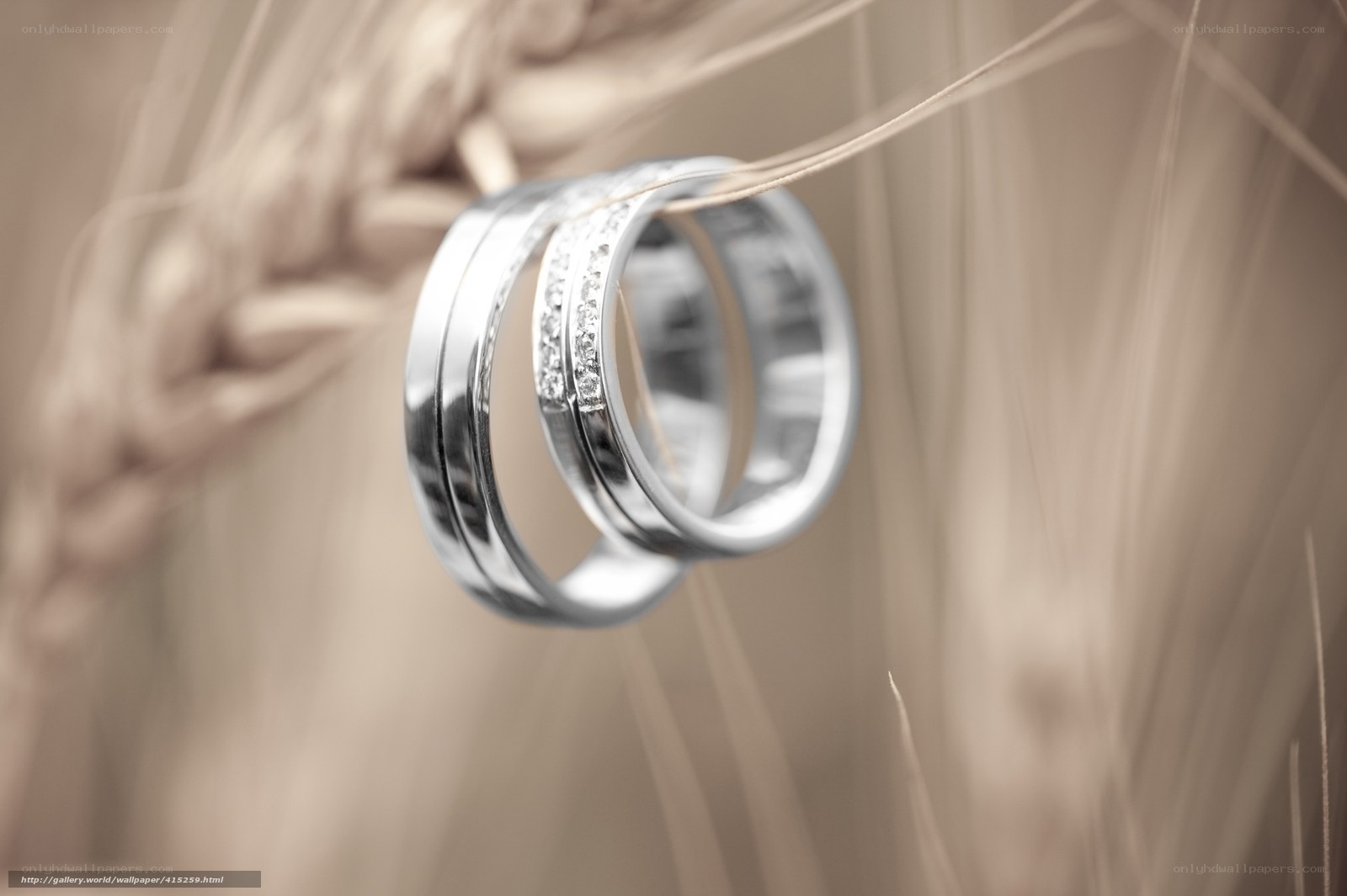 Wedding rings on wheat stalks