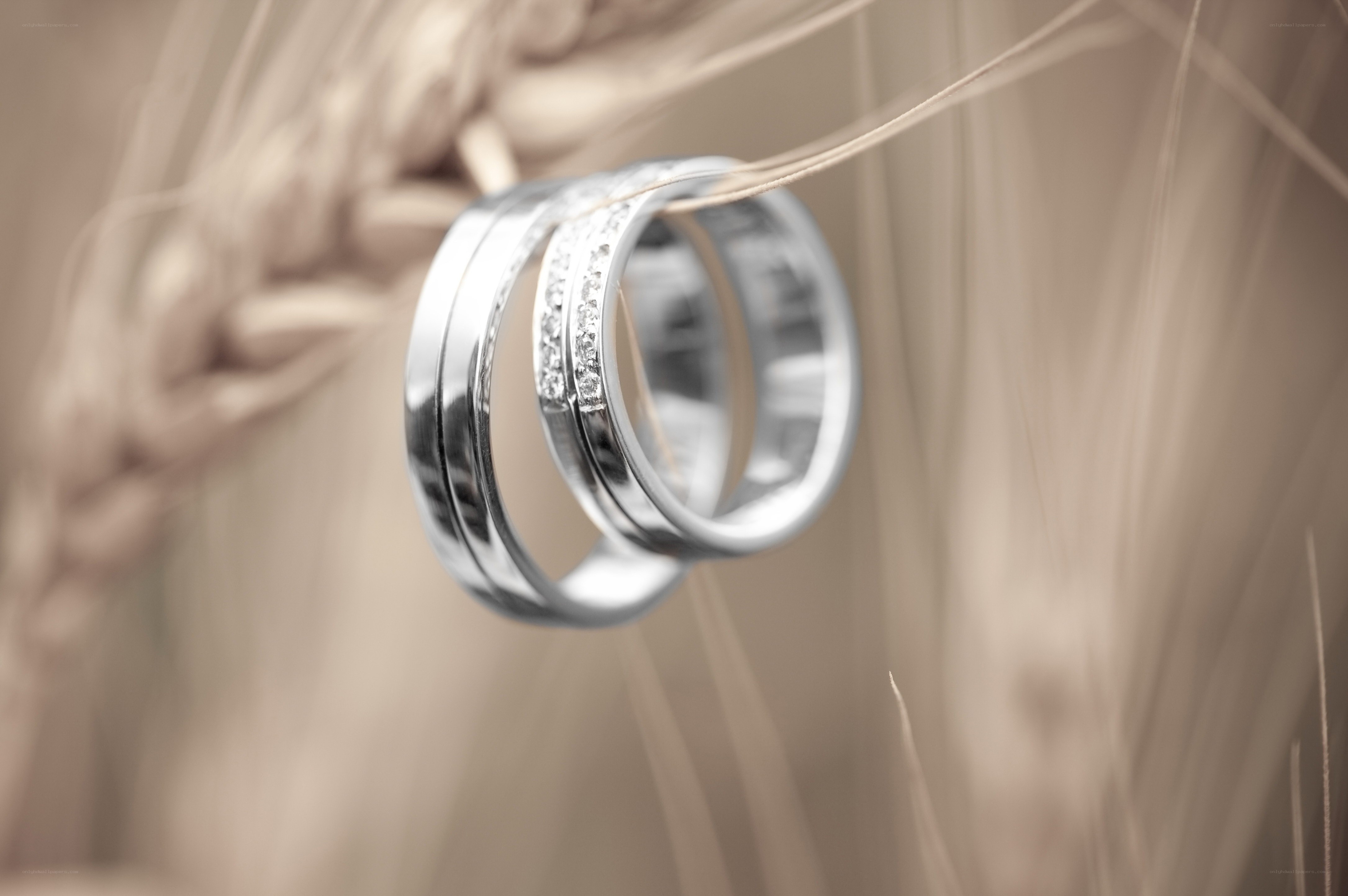Wedding rings on wheat stalks