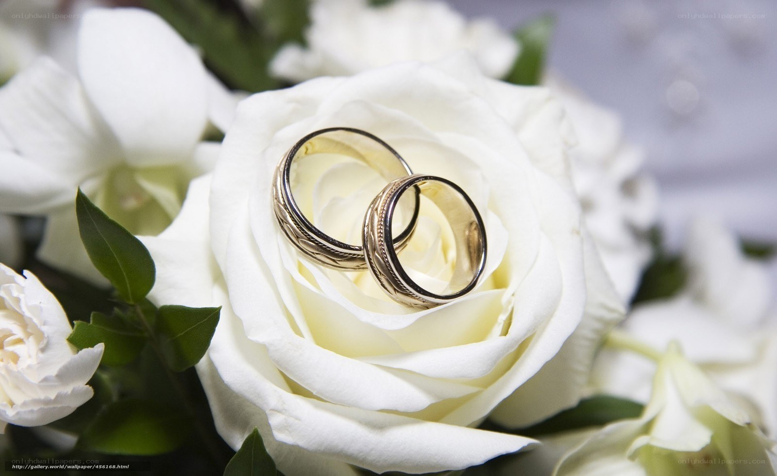 wedding rings on white rose