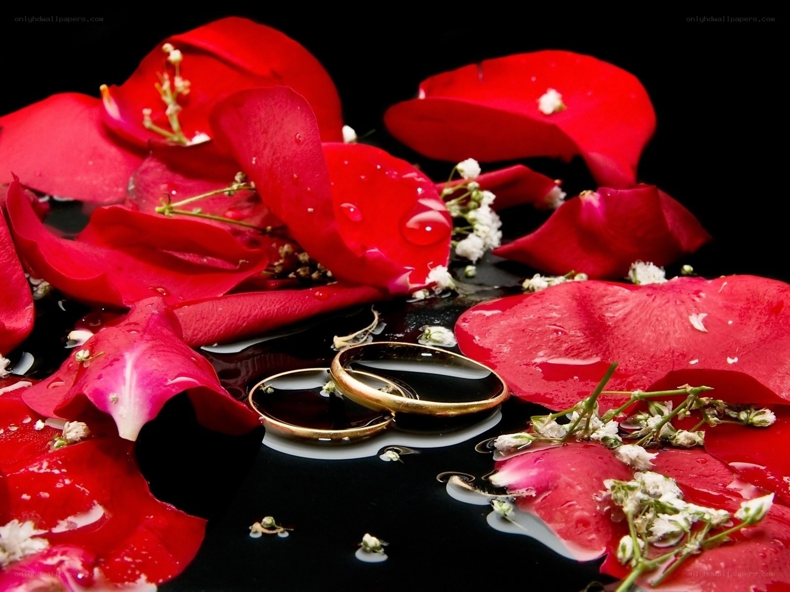 Wedding rings with rose petals