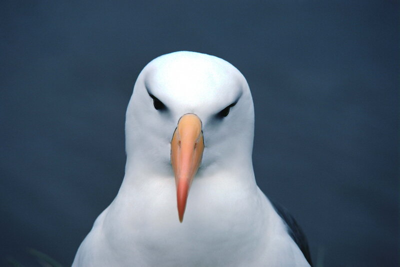 Wedge-tailed Albatross