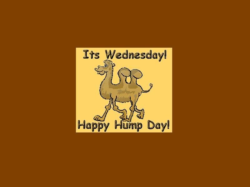 Wednesday camel meme