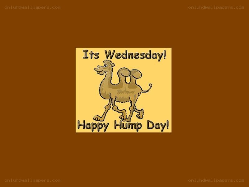 Wednesday camel meme