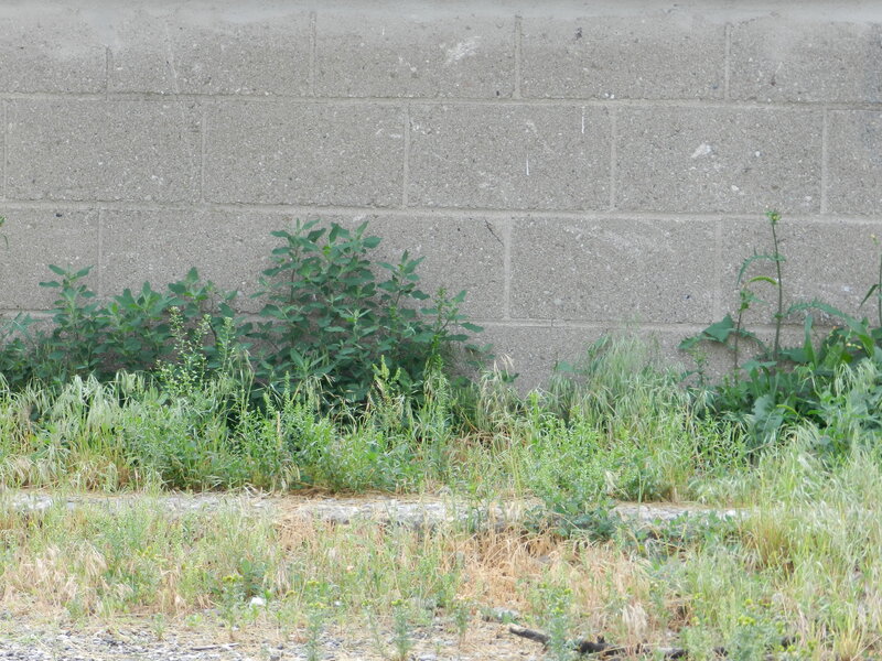 Weeds Growing Against Wall