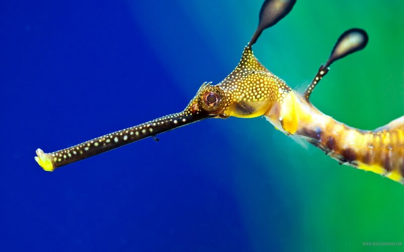 Weedy Seadragon — Blue, Serene, Photograph, Ocean, Seaweed