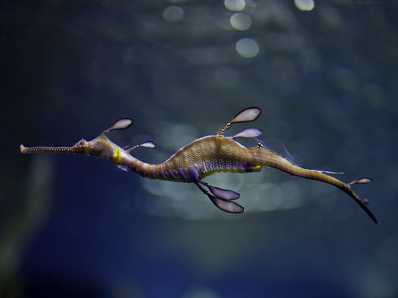 Weedy Seadragon — Blue, Serene