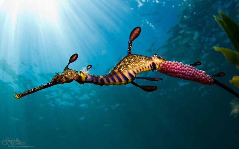 Weedy Seadragon Carrying Eggs