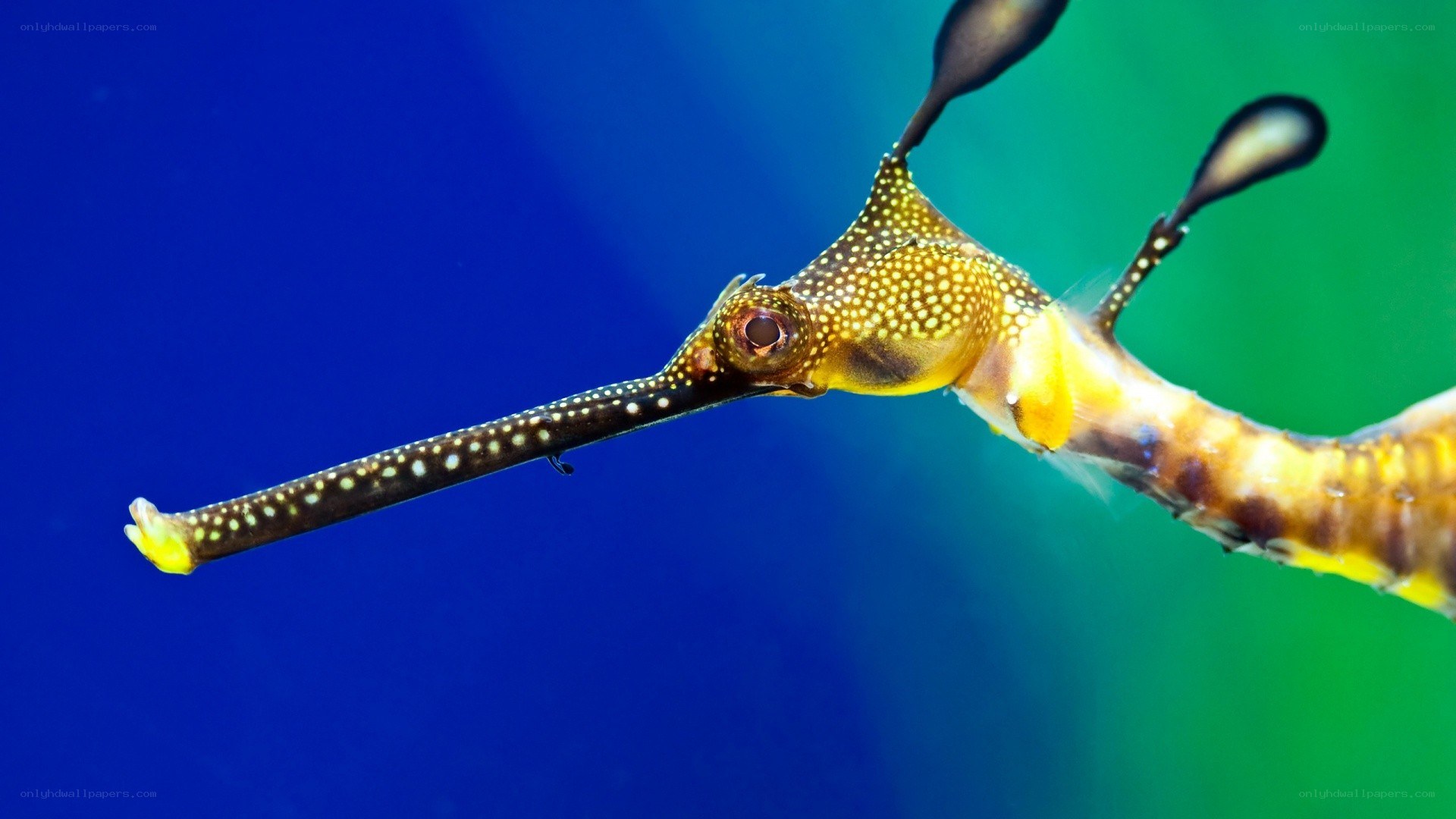 Weedy seadragon in blue water