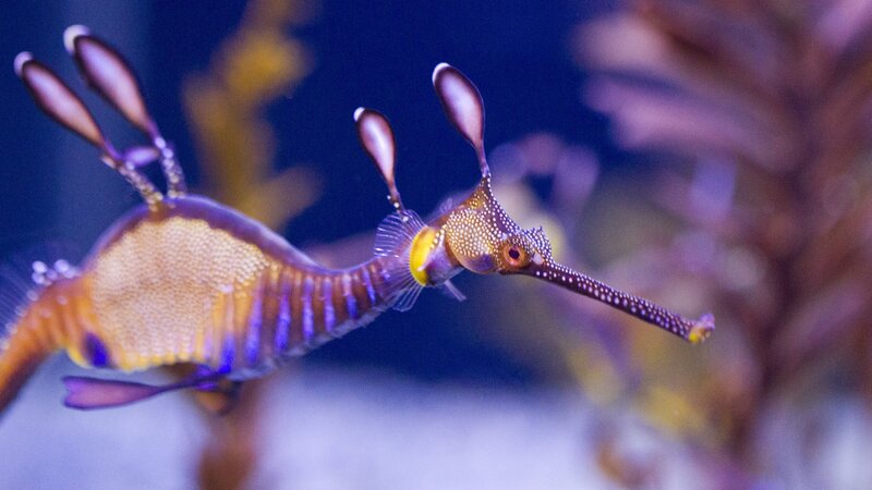 Weedy Seadragon — Purple