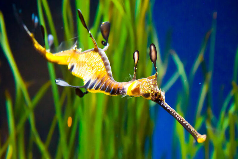 Weedy Seadragon