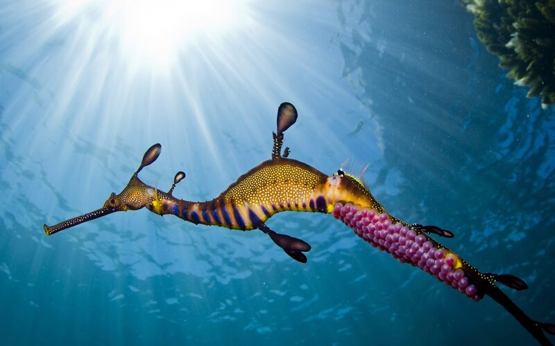 Weedy Seadragon with Eggs — Blue