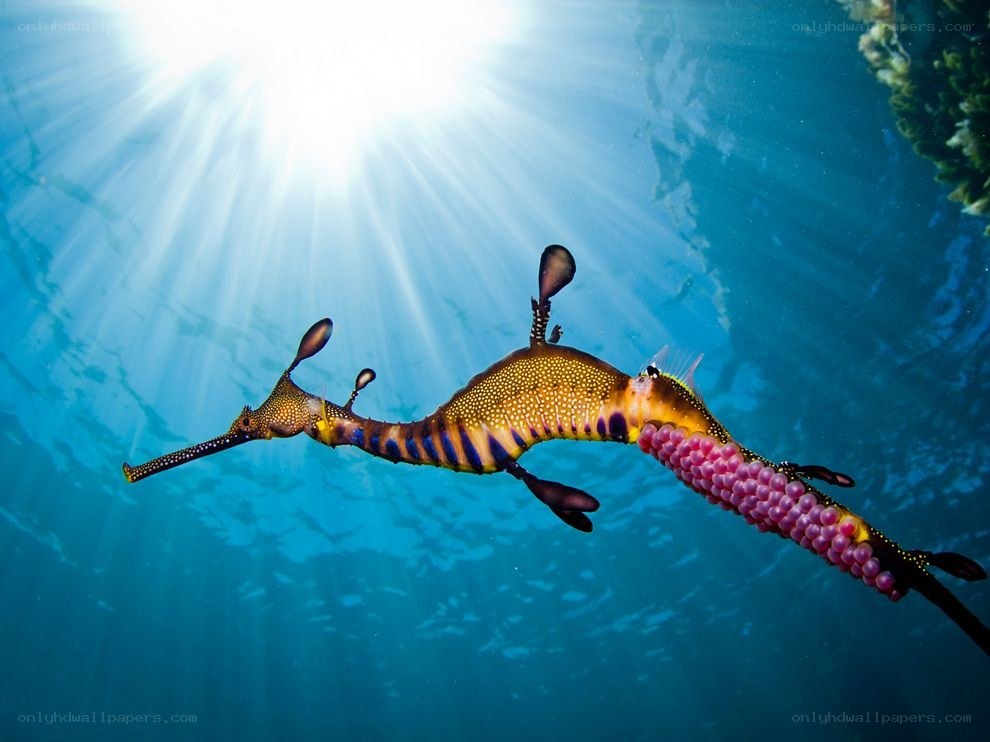 Weedy seadragon with eggs
