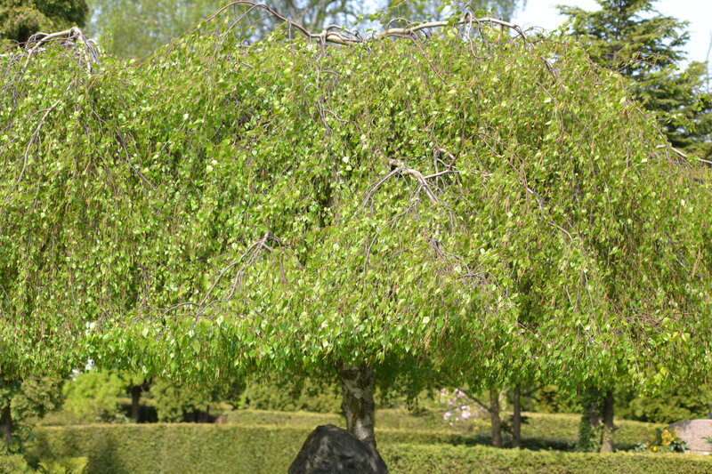 Weeping Birch Tree — Green, Serene