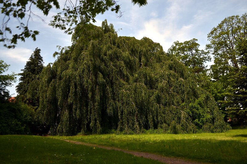 Weeping Birch Tree — Green