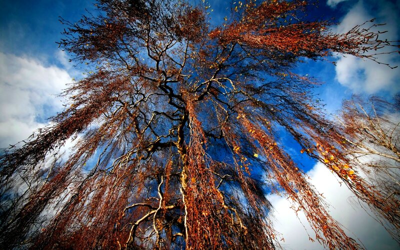 Weeping Birch Tree