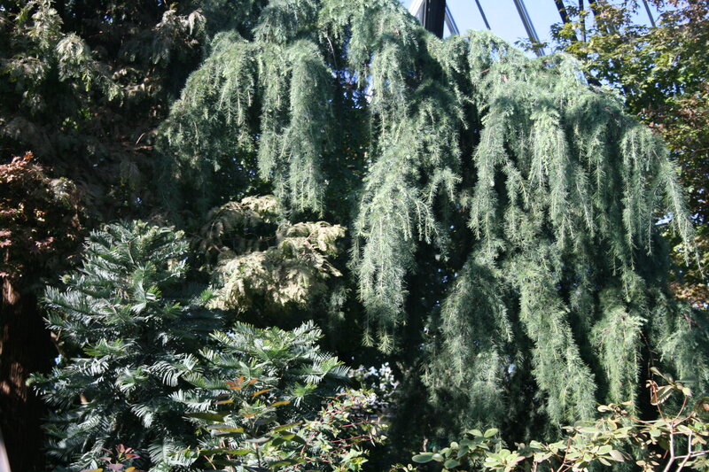 Weeping Cedar Tree