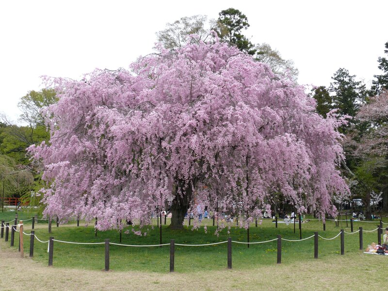Weeping Cherry Blossom Tree — Pink, Serene, Spring, Photograph, People