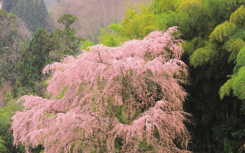 Weeping Cherry Blossom Tree