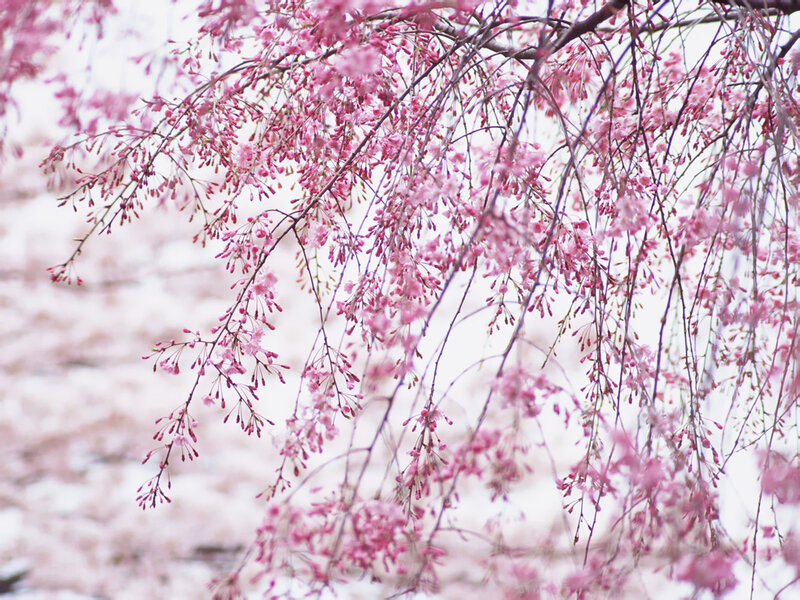 Weeping Cherry Blossoms — Pink, Serene, Spring, Photograph