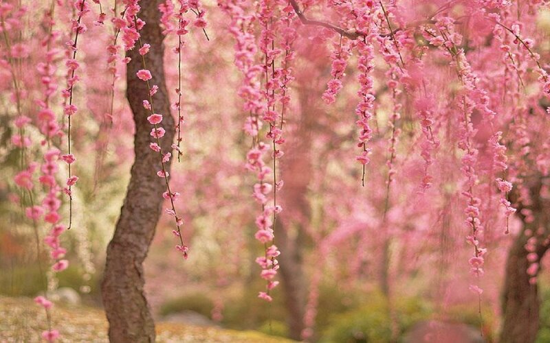 Weeping Cherry Blossoms — Pink, Serene, Spring, Photograph, Tree, Flowers