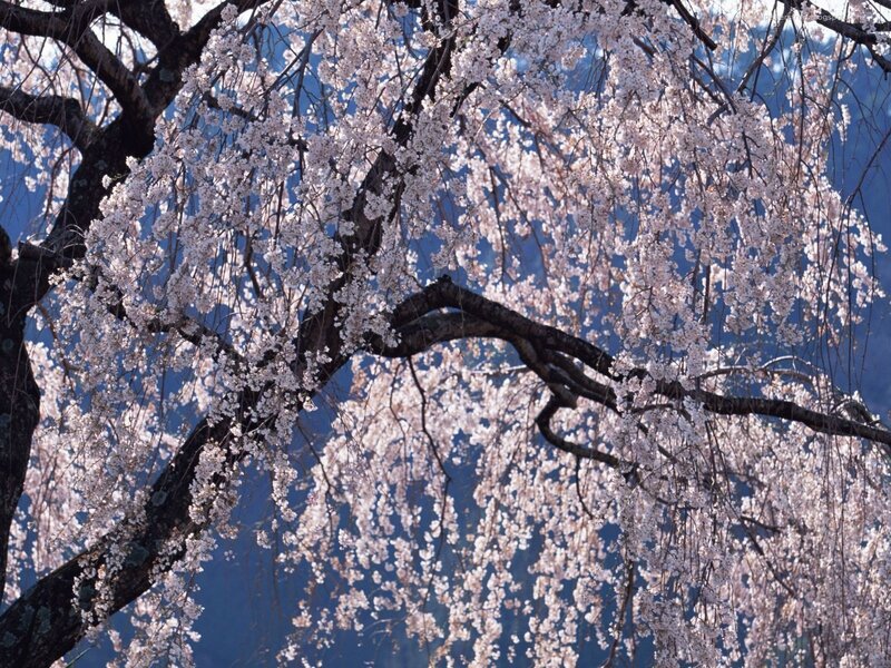 Weeping Cherry Blossoms — Pink, Serene, Spring, Photograph, Tree, Sky
