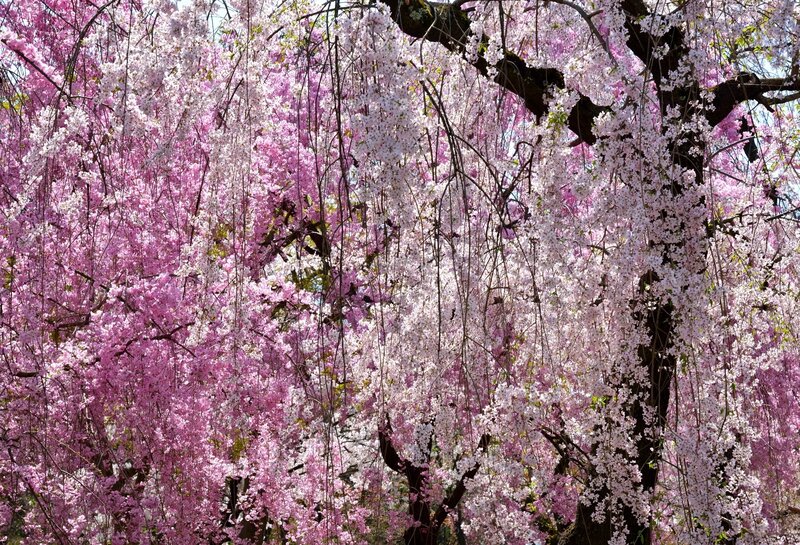 Weeping Cherry Blossoms — Pink, Serene, Spring, Photograph, Tree