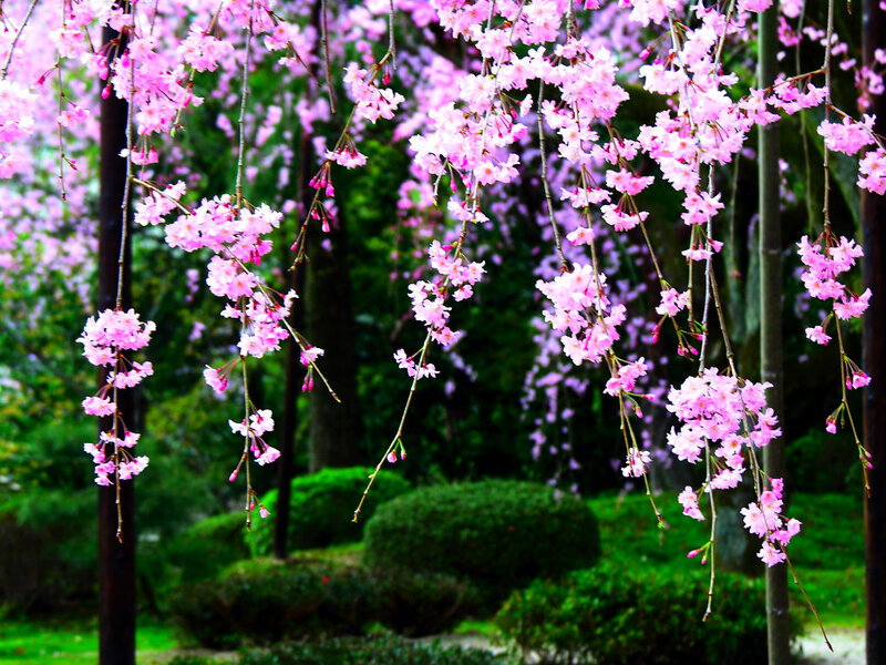 Weeping Cherry Blossoms — Pink, Serene, Spring, Photograph, Trees, Bushes