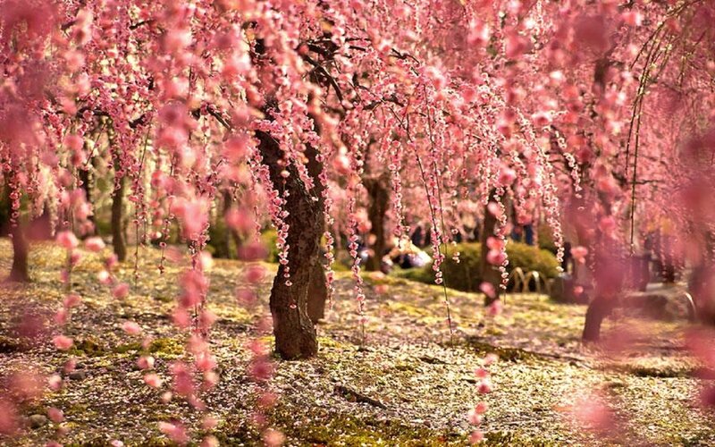 Weeping Cherry Blossoms — Pink, Serene, Spring, Photograph, Trees