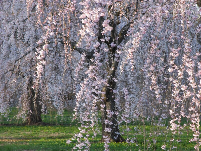 Weeping Cherry Blossoms — Pink, Serene, Spring