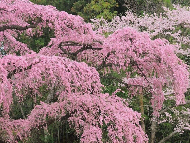 Weeping Cherry Blossoms — Pink, Serene