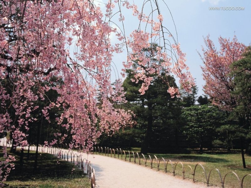Weeping Cherry Blossoms