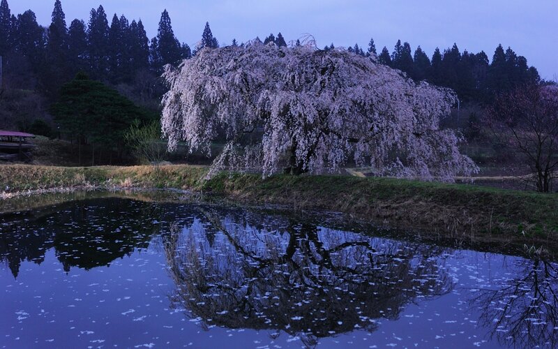 Weeping Cherry Tree — Blue, Serene, Night, Photograph